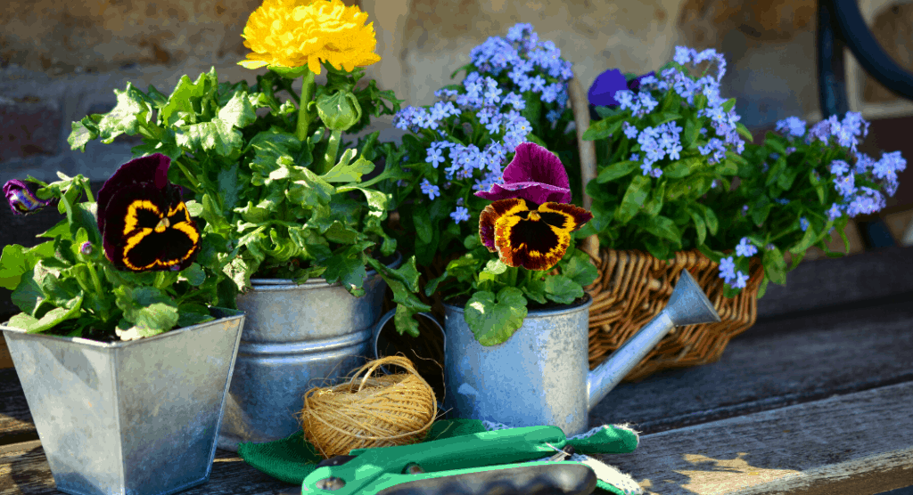 flowers in pots and a watering can